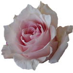 Sweet Bliss Rose équateur Ethiflora